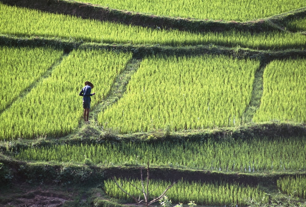 Farmer In Rice Paddy Elevated View Canvas Art - Jim Holmes Design Pics (18 x 12)