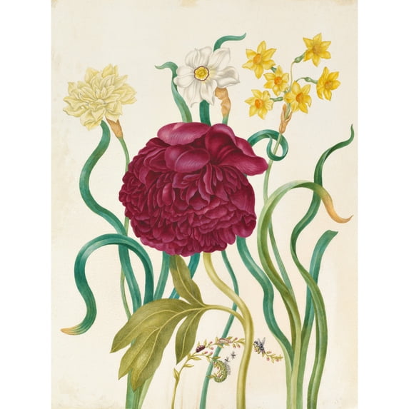 Farmer Peony Nature Flower Vintage Plants Illustration Extra Large XL Wall Art Poster Print