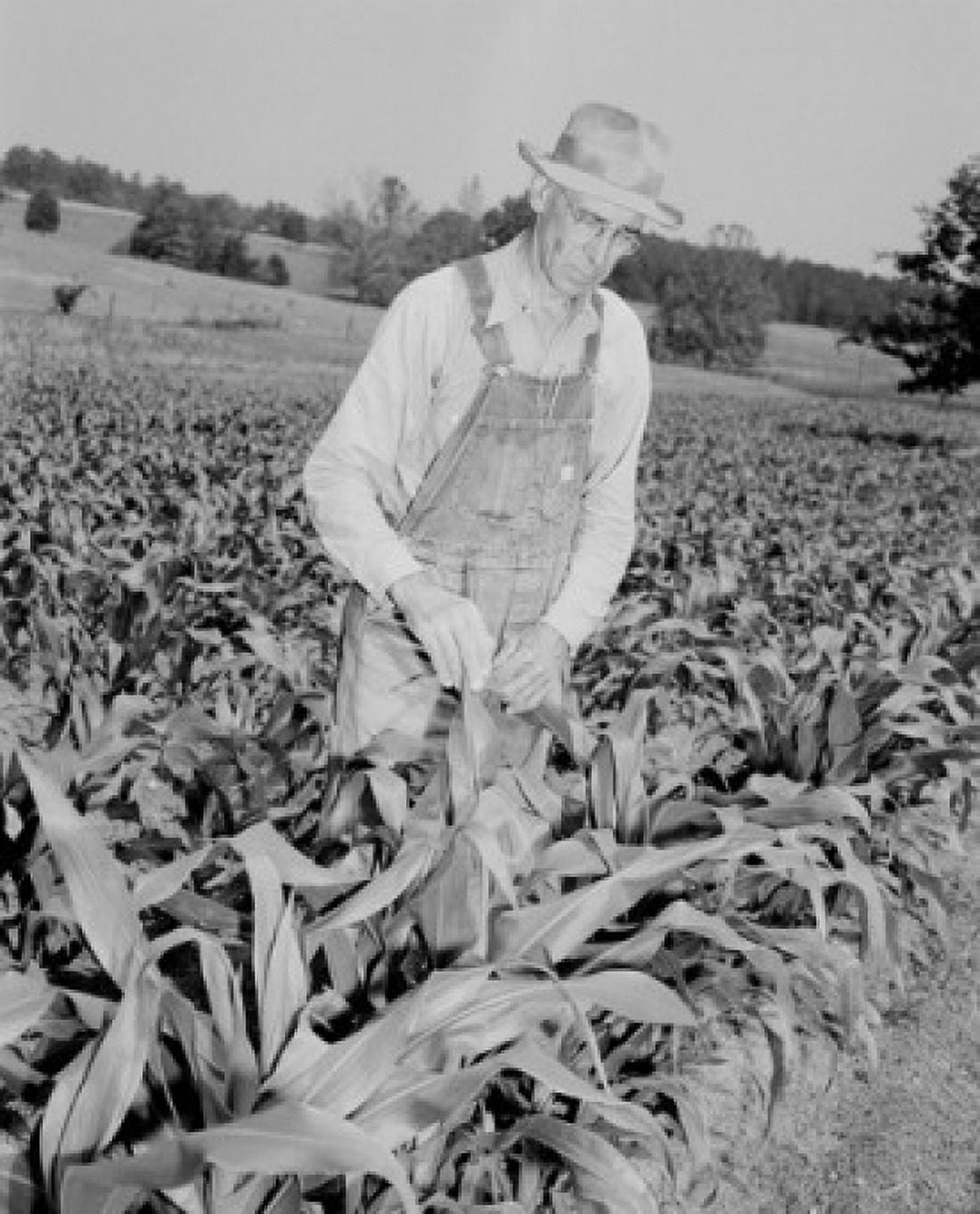 Farmer checking plants on field Canvas Art - (24 x 36)