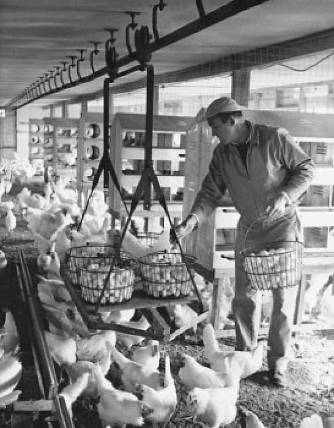 Farmer collecting eggs in a barn Canvas Art - (24 x 36)
