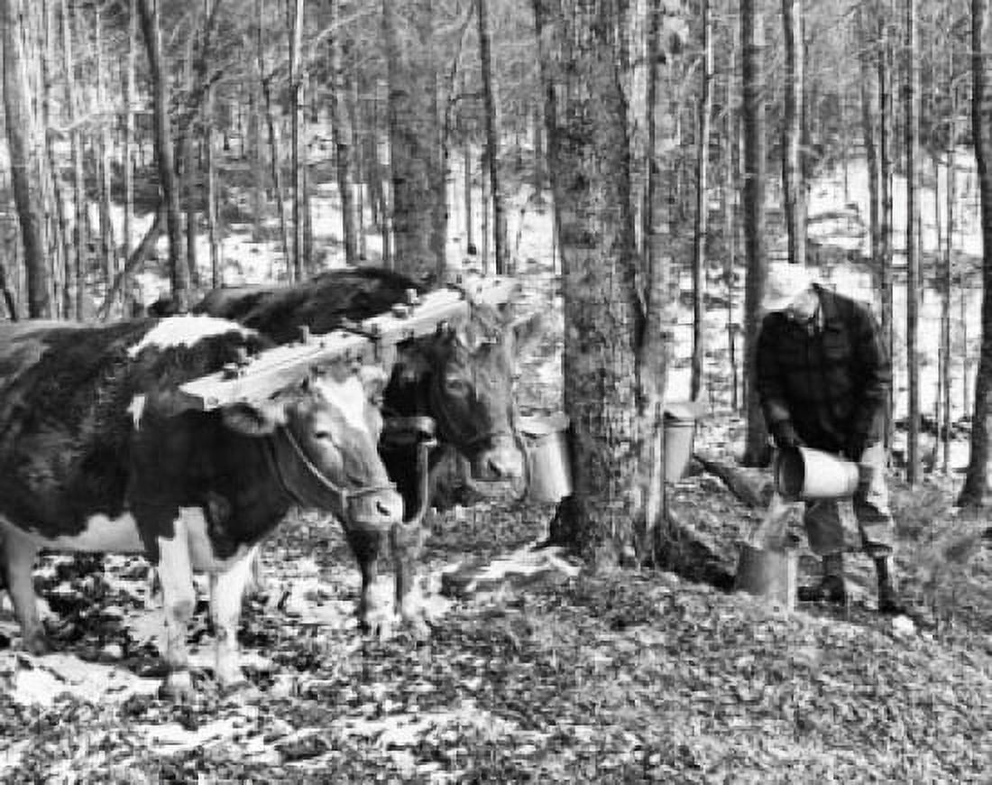 Farmer collecting sap to make maple syrup Vermont USA Canvas Art - (18 x 24)