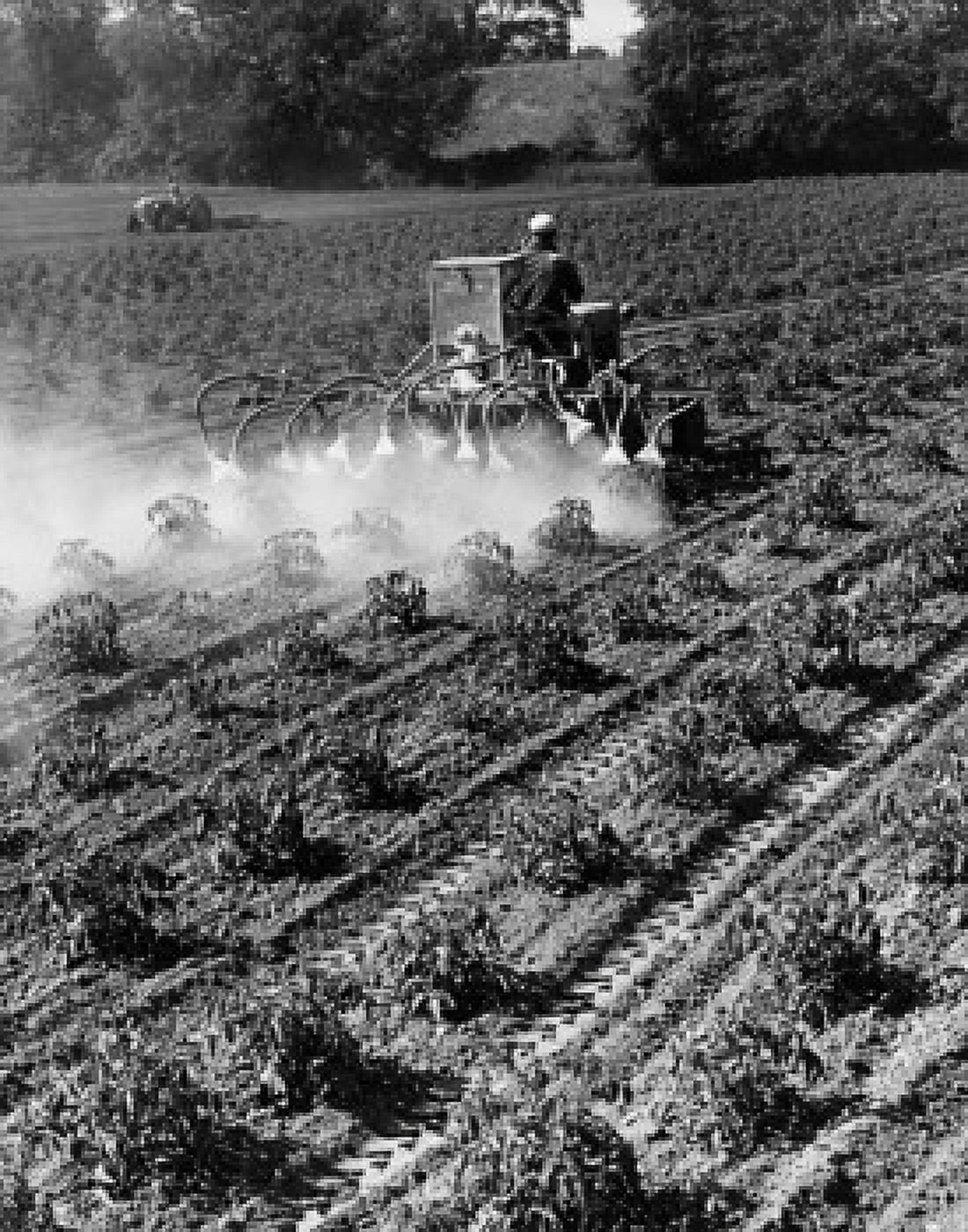 Farmer dusting tomato crop in a field Canvas Art -  (18 x 24)