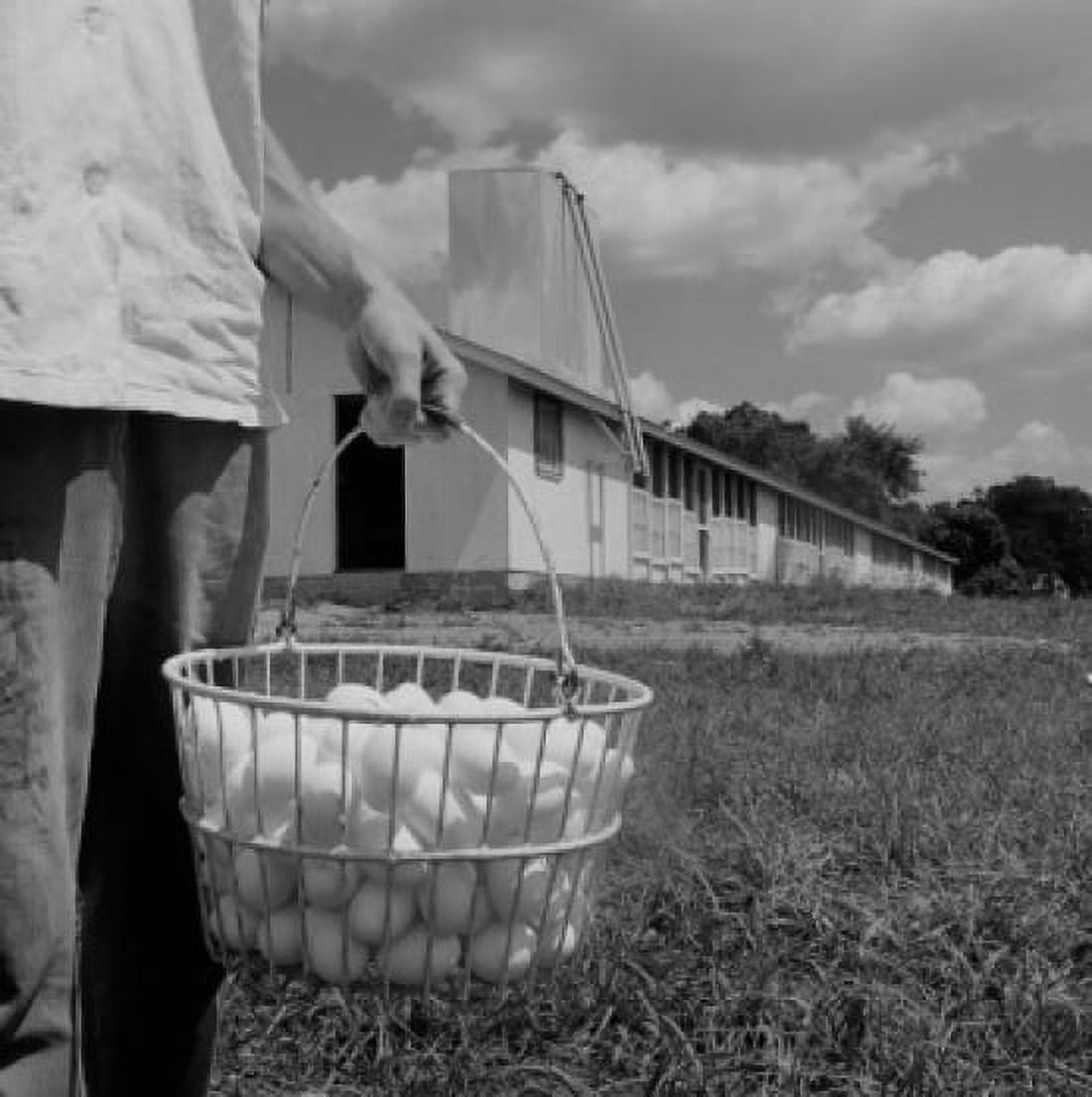 Farmer holding basket of eggs in front of laying house Canvas Art - (24 x 36)