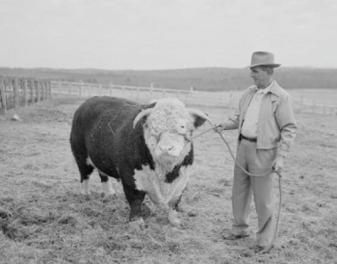 Farmer holding bull Canvas Art - (24 x 36)