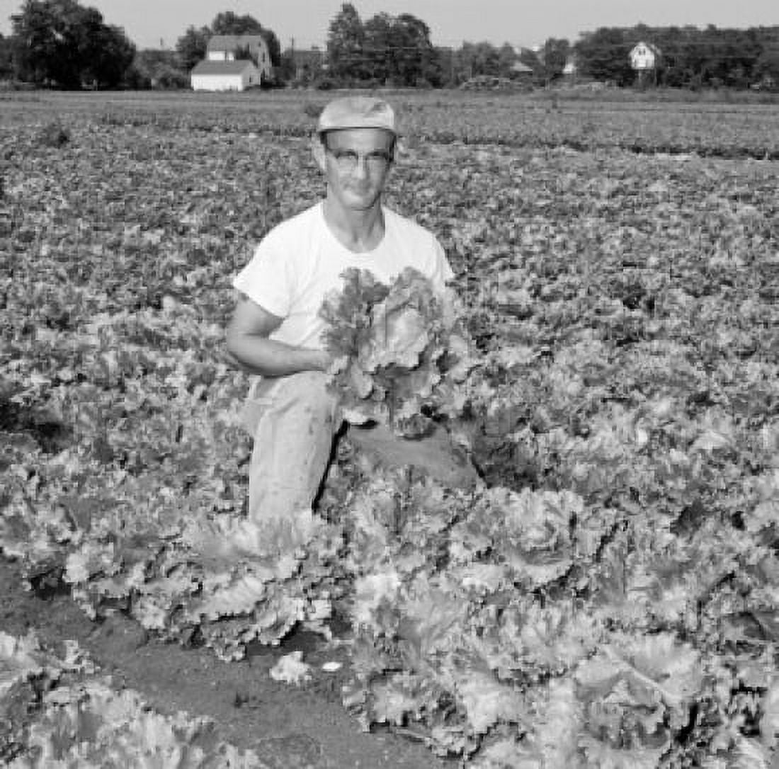 Farmer on cabbage field Canvas Art - (24 x 36)