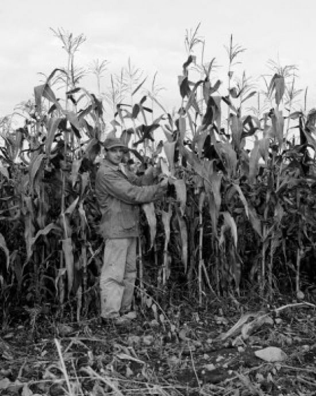 Farmer on corn field Canvas Art -  (24 x 36)