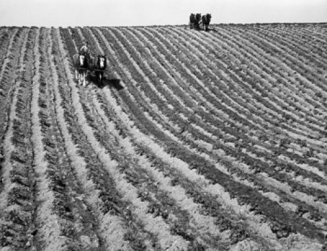 Farmer ploughing a potato field with two horses Maine USA Canvas Art - (18 x 24)
