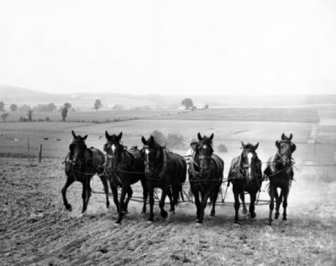 Farmer plowing a field with a group of horses Pennsylvania USA Canvas Art - (24 x 36)