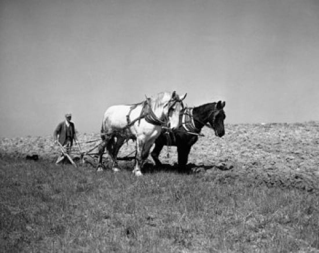 Farmer plowing a field with two horses Fairfield Virginia USA Canvas Art - (24 x 36)