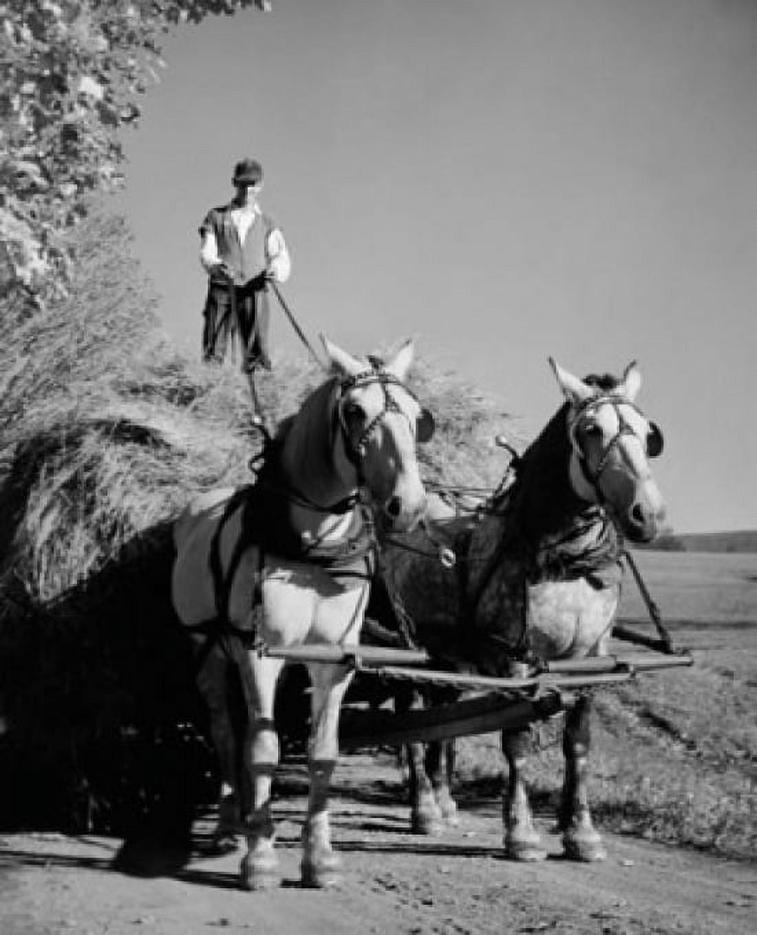 Farmer riding a horse cart Canvas Art - (24 x 36)