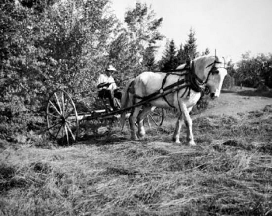 Farmer riding a horse cart in a hay field Vermont USA Canvas Art - (18 x 24)