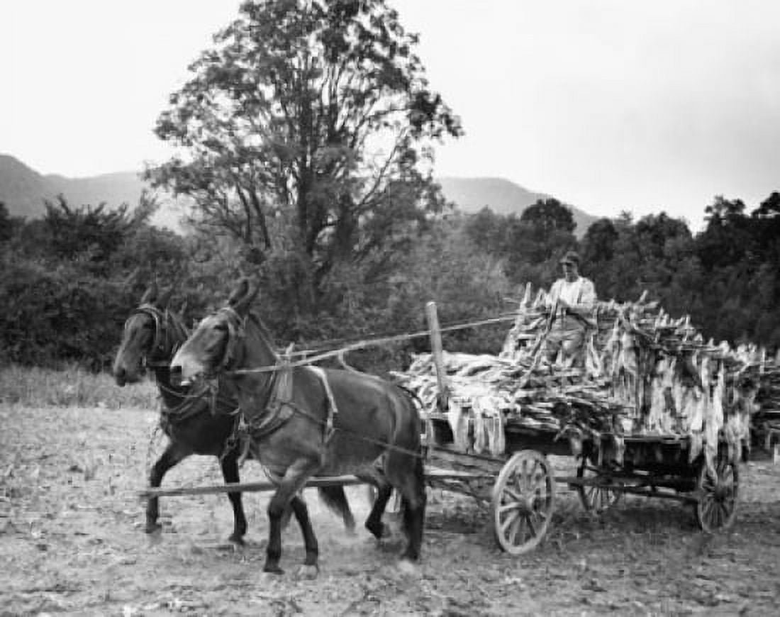 Farmer riding a horse cart in a tobacco field Canvas Art - (18 x 24)