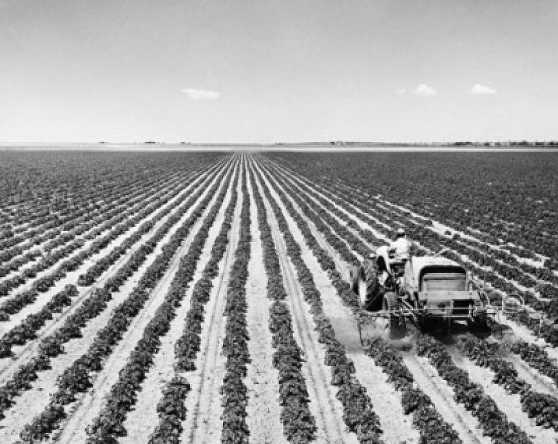 Farmer spraying insecticide in a potato field Canvas Art - (24 x 36)