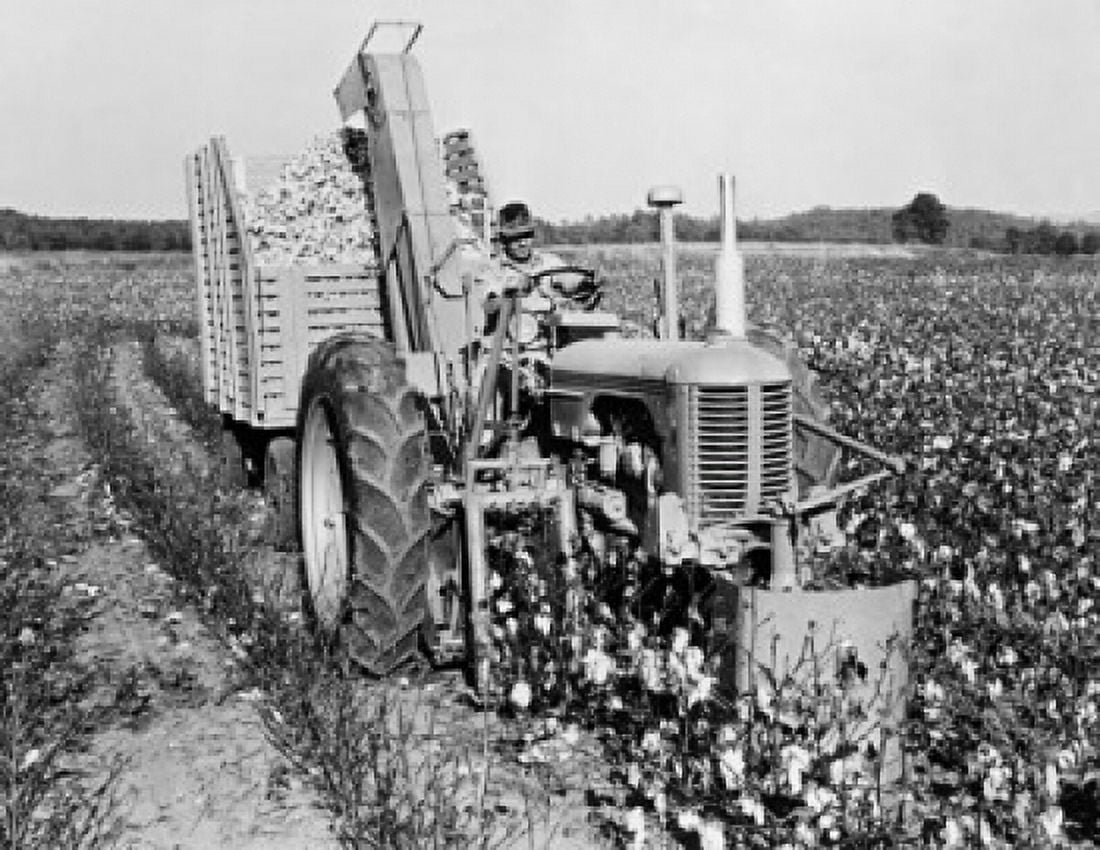 Farmer using a combine in a cotton field Canvas Art - (24 x 36)