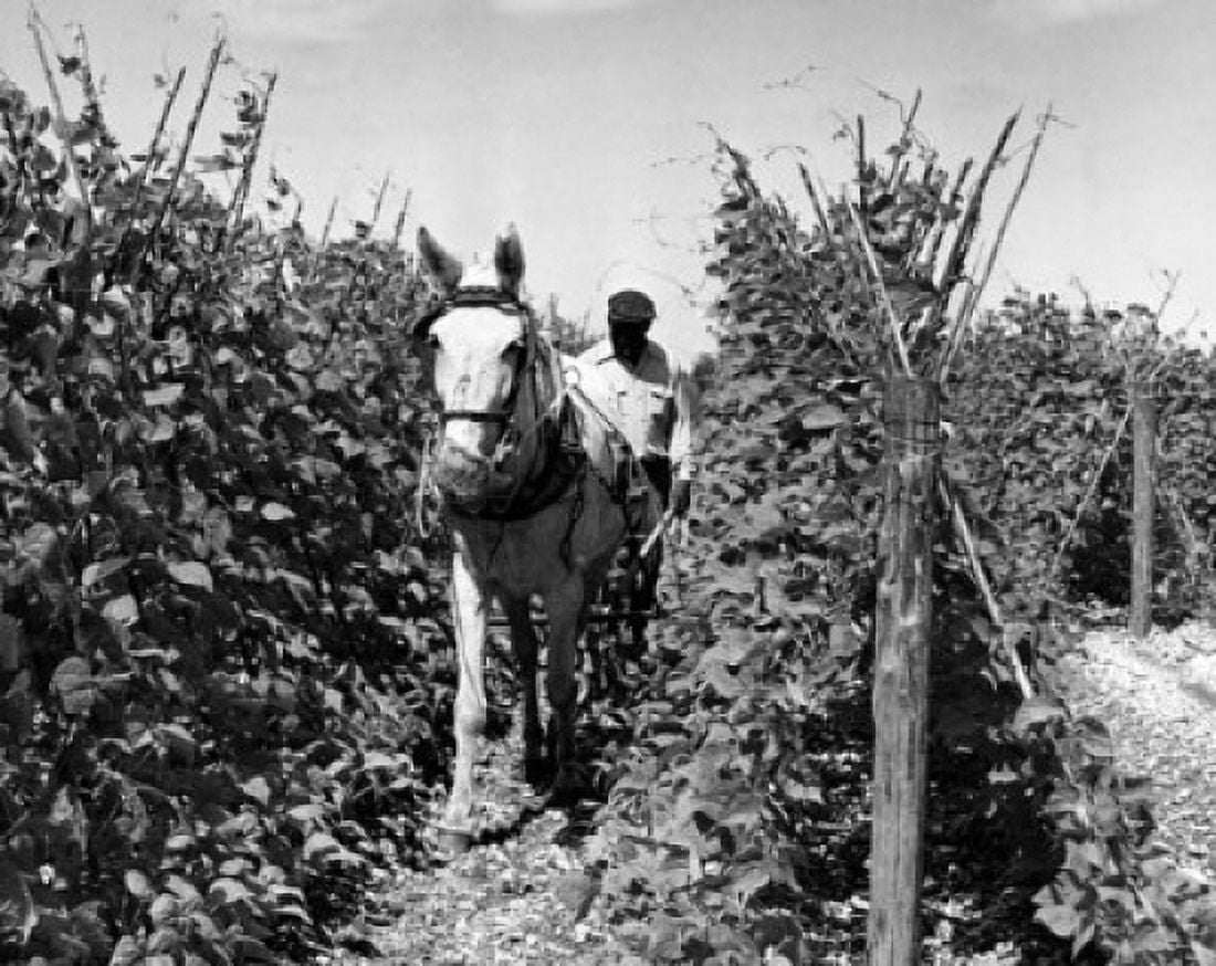 Farmer walking behind a plow pulled by a horse Canvas Art - (24 x 36)