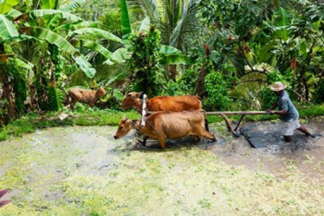 Farmer with oxen working in paddy field Rejasa Penebel Bali Indonesia Canvas Art - Panoramic Images (36 x 24)
