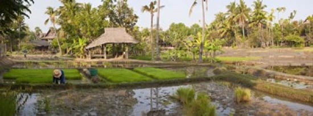 Farmer working in a rice field Chiang Mai Thailand Canvas Art - Panoramic Images (15 x 6)