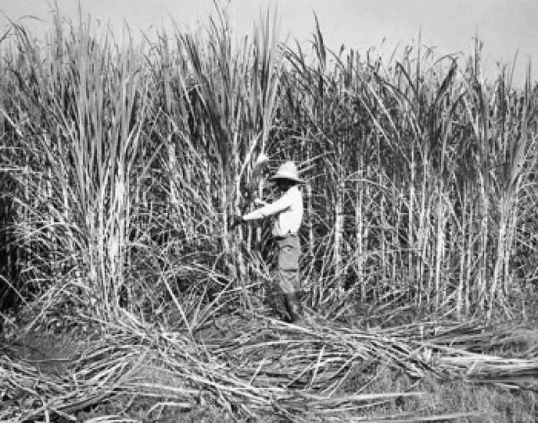Farmer working in a sugar cane field Canvas Art -  (18 x 24)