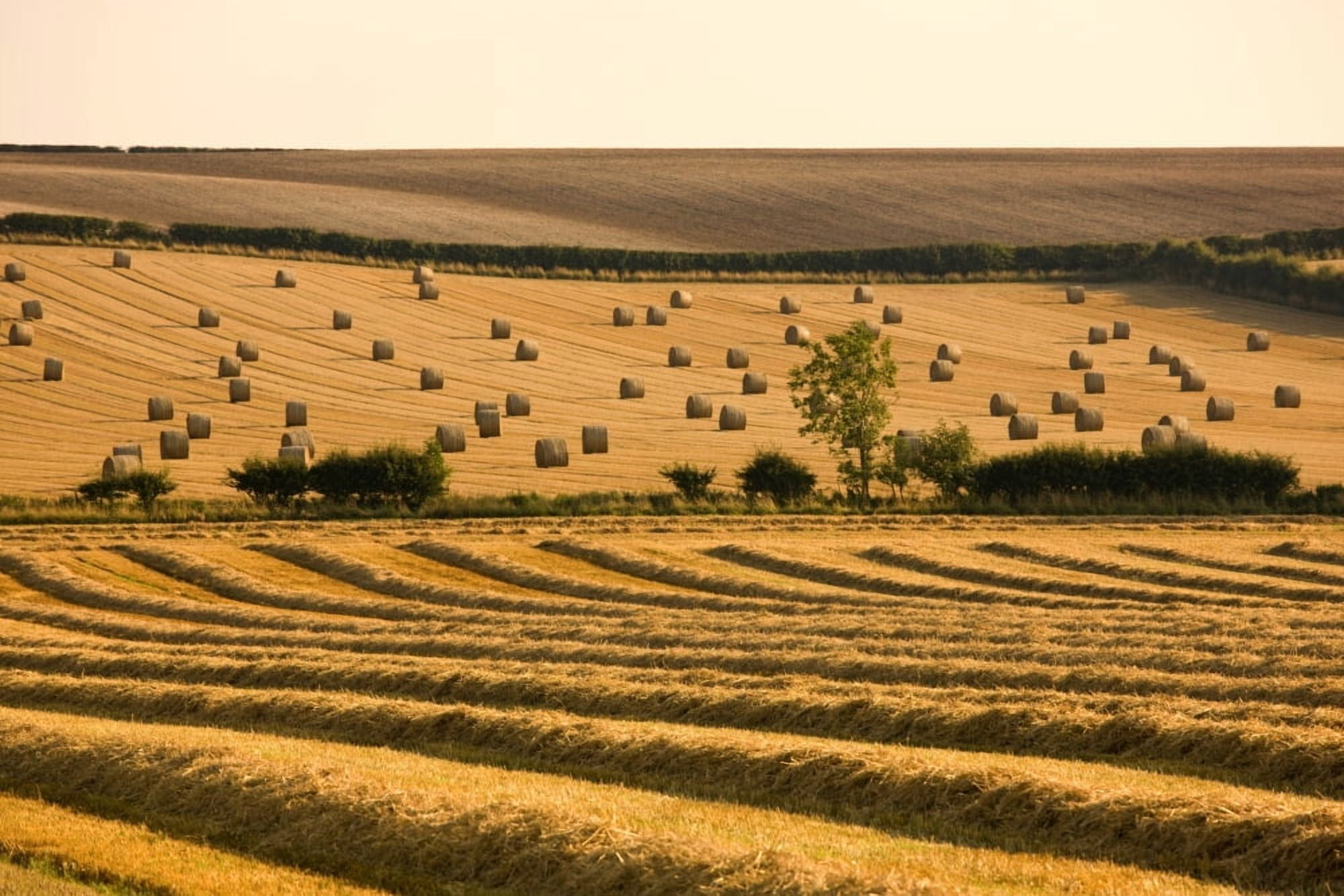 Farmers Field North Yorkshire England Canvas Art - John Short Design Pics (18 x 12)