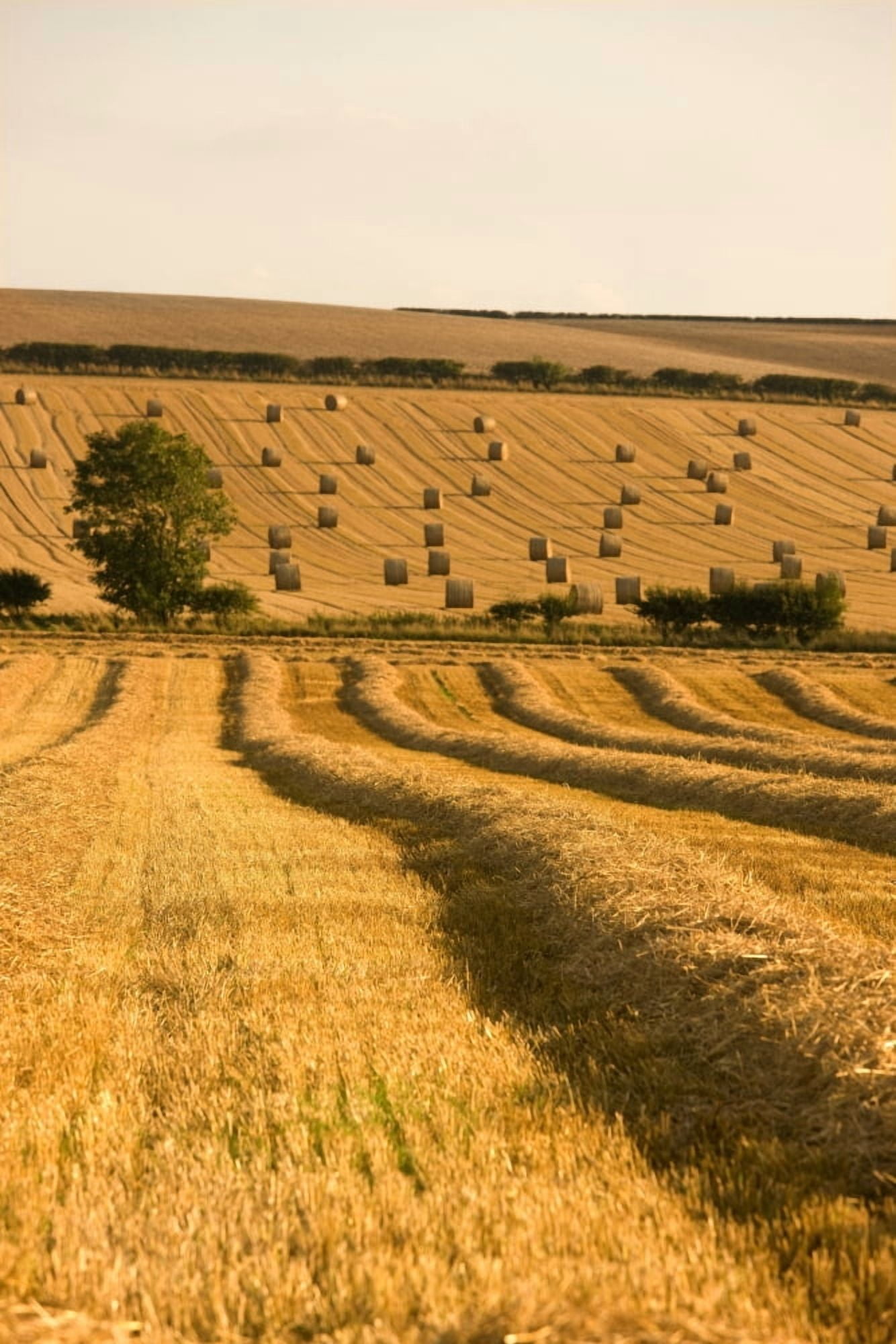 Farmers Field North Yorkshire England Canvas Art - John Short Design Pics (24 x 36)