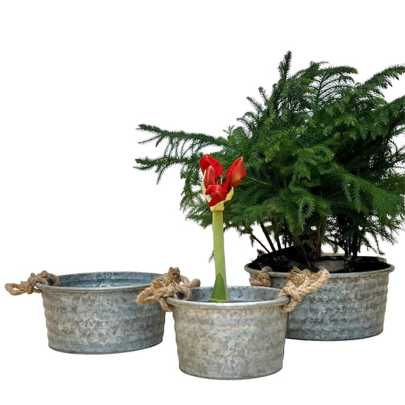 Farmers Market Chubby Tub Planters, Set of 3, Rope Handles, Galvanized Zinc, Rolled Top, Corrugated Sides, Rustic Country Style Containers, 12 1/2, 10 3/4, and 8 3/4 Inches
