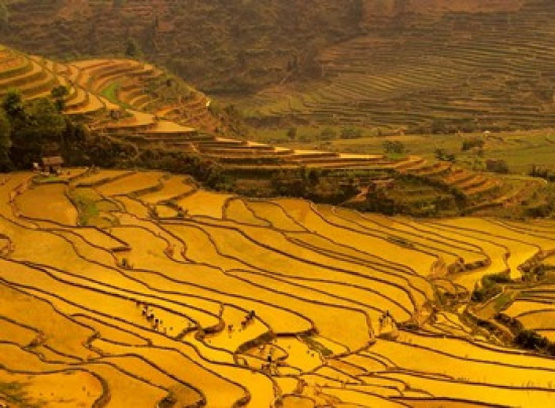 Farmers Plant Rice Luchun Yunnan China Canvas Art - Charles Crust DanitaDelimont (33 x 25)