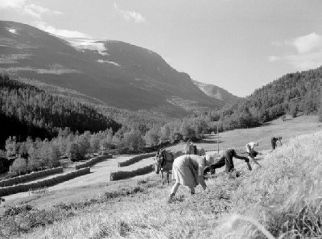 Farmers harvesting crop in valley Canvas Art - (24 x 36)
