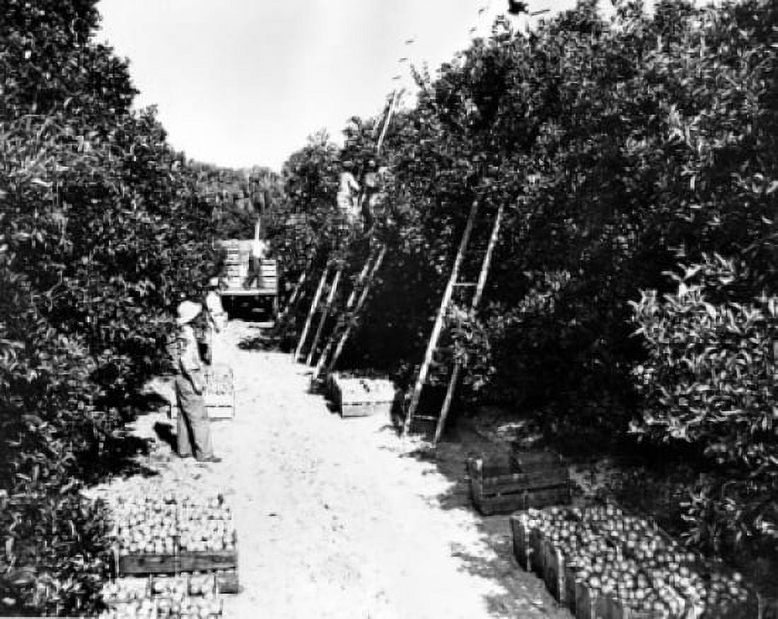 Farmers harvesting oranges from an orchard Florida USA Canvas Art - (18 x 24)