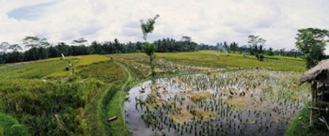 Farmers working in a rice field Bali Indonesia Canvas Art - Panoramic Images (15 x 6)