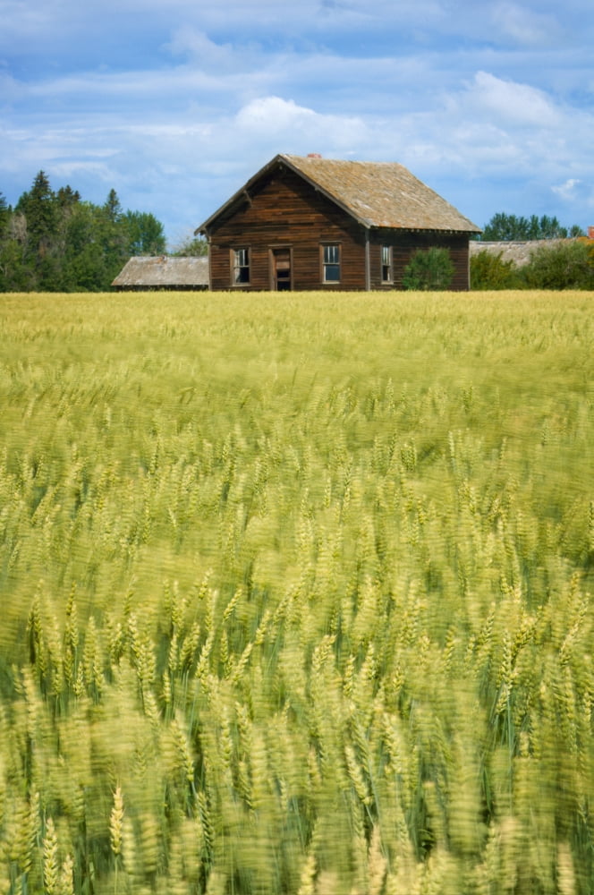 Farmhouse And Wheat Field Calmar Alberta Canada Canvas Art - Corey Hochachka Design Pics (11 x 17)