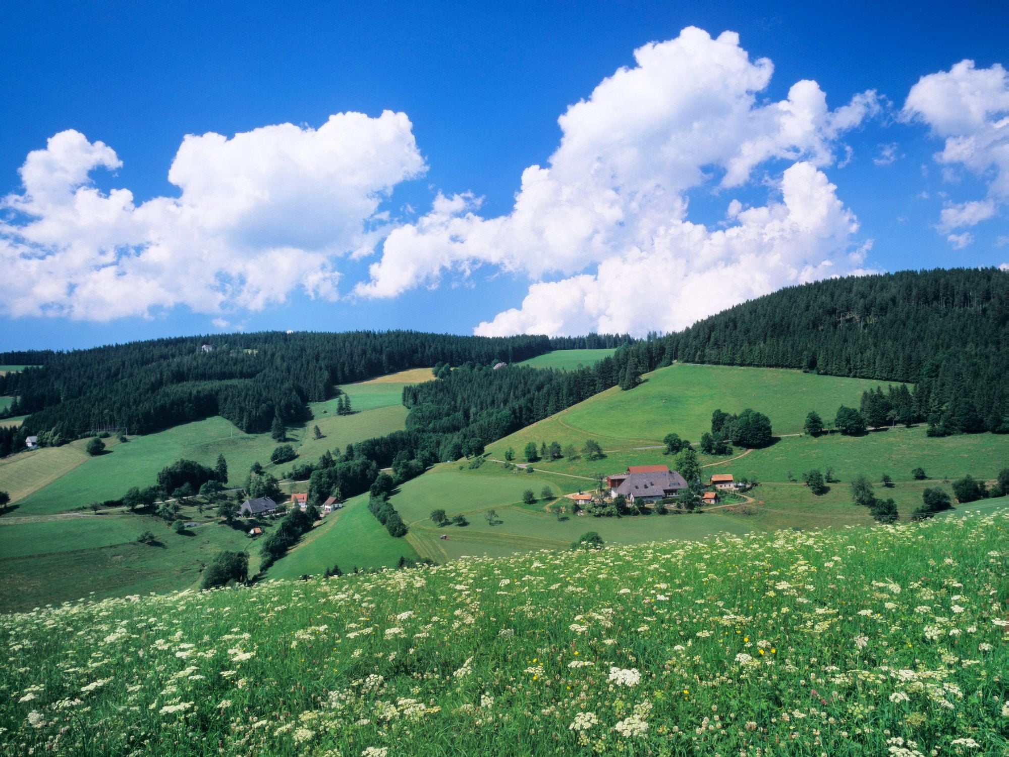 Farmhouse in a field Glottertal Valley Black Forest Baden-Wurttemberg Germany Canvas Art - Panoramic Images (12 x 16)