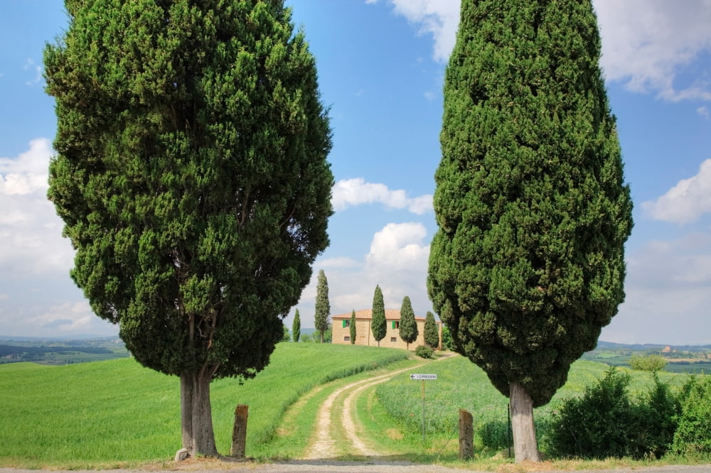 Farmhouse with cypress trees Pienza Val dOrcia Siena Province Tuscany Italy Canvas Art - Panoramic Images (36 x 12)