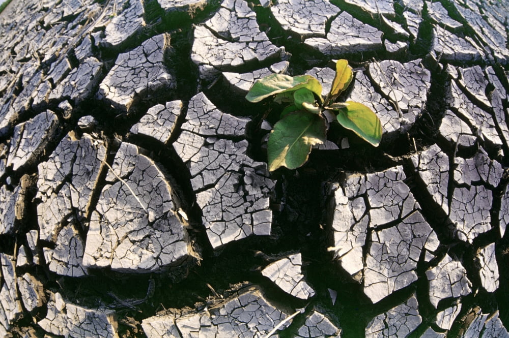 Farmland Affected By Drought Red River Valley Manitoba Canvas Art - Dave Reede Design Pics (17 x 11)
