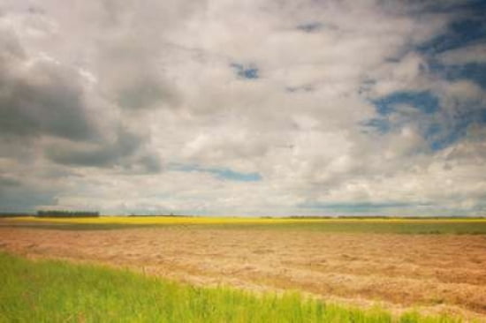 Farmland Canvas Art - Roberta Murray (20 x 28)