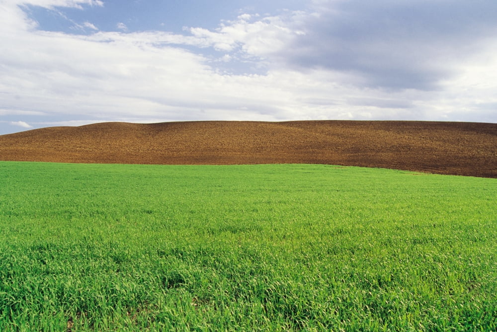 Farmland With Early Growth Grain In The Foreground And Newly Seeded Field In The Background Tiger Hills Manitoba Canvas Art - Dave Reede Design Pics (17 x 11)
