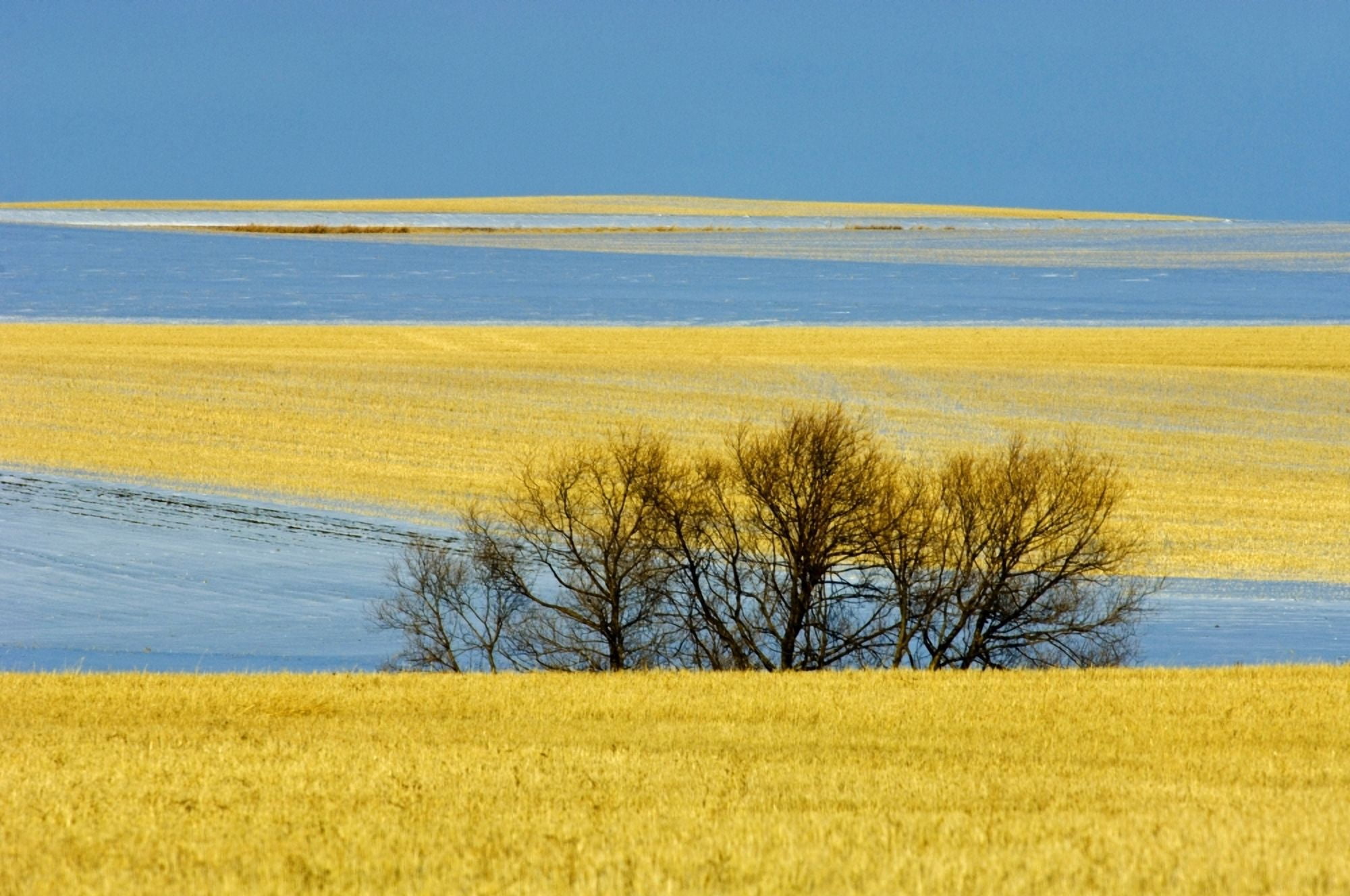 Farmland In Winter Near Bengough Saskatchewan Canvas Art - Mike Grandmaison Design Pics (17 x 11)