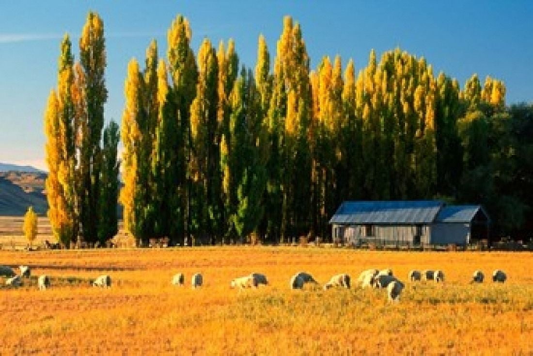Farmland Maniototo Central Otago New Zealand Canvas Art - David Wall DanitaDelimont (36 x 24)