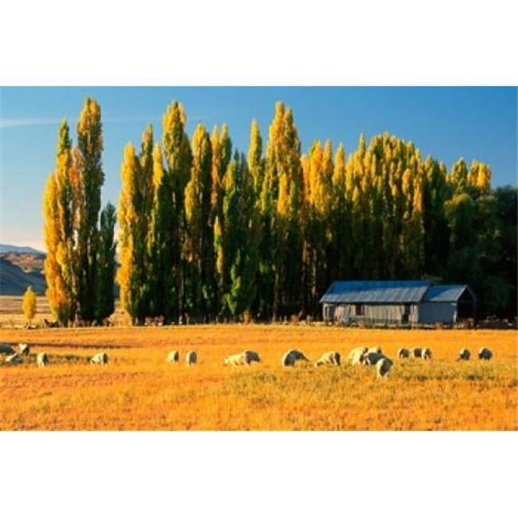 Farmland Maniototo Central Otago New Zealand Poster Print by David Wall - 28 x 19 in.