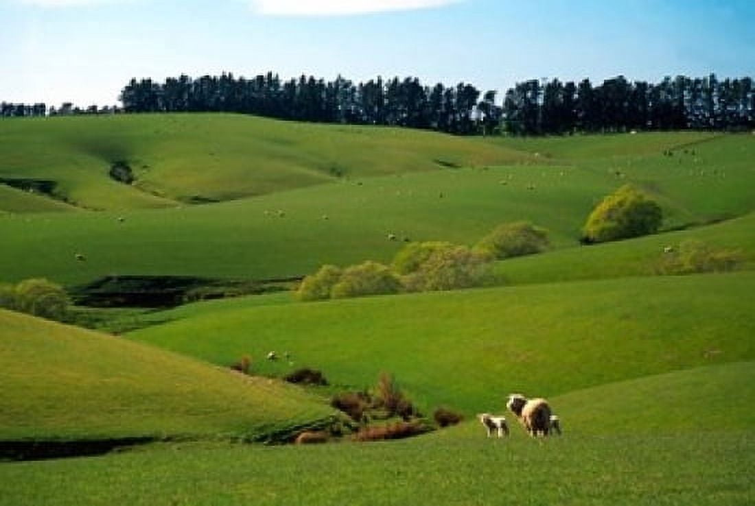 Farmland Near Clinton New Zealand Canvas Art - David Wall DanitaDelimont (36 x 24)