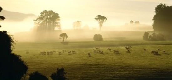 Farmland & Sheep Southland New Zealand Canvas Art - Panoramic Images (24 x 12)