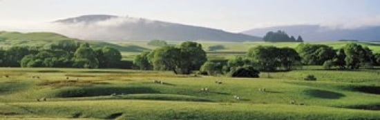 Farmland Southland New Zealand Canvas Art - Panoramic Images (36 x 12)