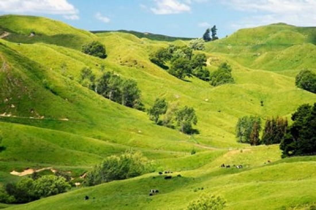 Farmland near Gisborne New Zealand Canvas Art - David Wall DanitaDelimont (26 x 17)