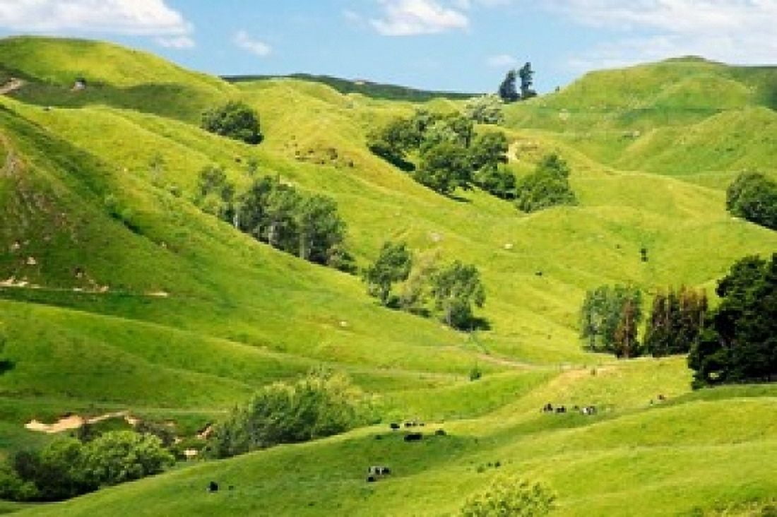 Farmland near Gisborne New Zealand Canvas Art - David Wall DanitaDelimont (36 x 24)