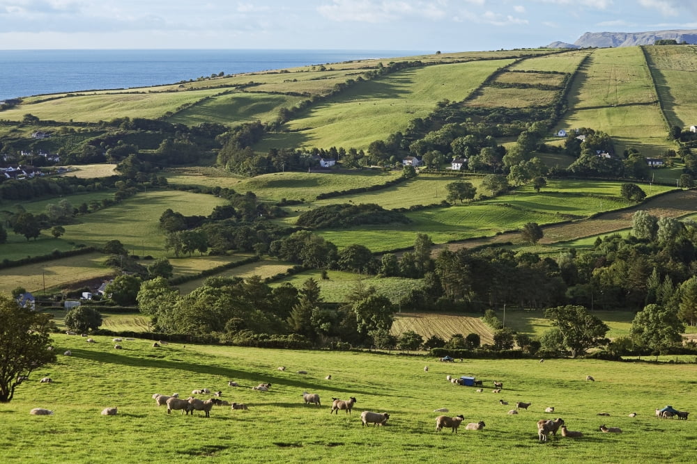 Farmland near Knocknacar Glens of Antrim County Antrim Ireland Canvas Art - Carl Bruemmer Design Pics (19 x 12)