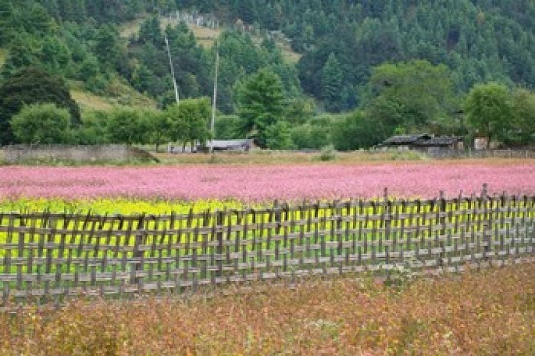 Farmland of Canola and Buckwheat Bumthang Bhutan Canvas Art - Keren Su DanitaDelimont (34 x 23)