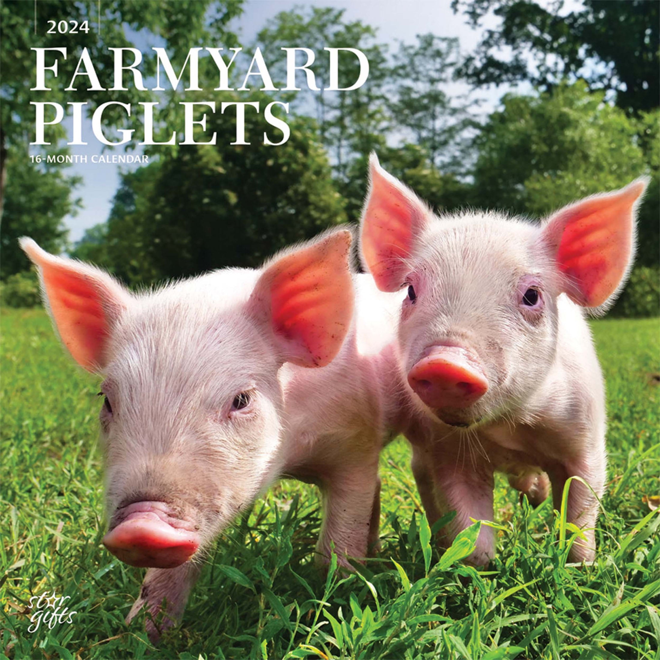 Farmyard Piglets 2024 12x24" (Hanging) Square Wall Calendar