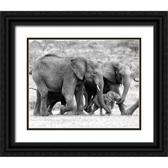 Farnsworth, Sarah 18x15 Black Ornate Wood Framed with Double Matting Museum Art Print Titled - Elephant Family