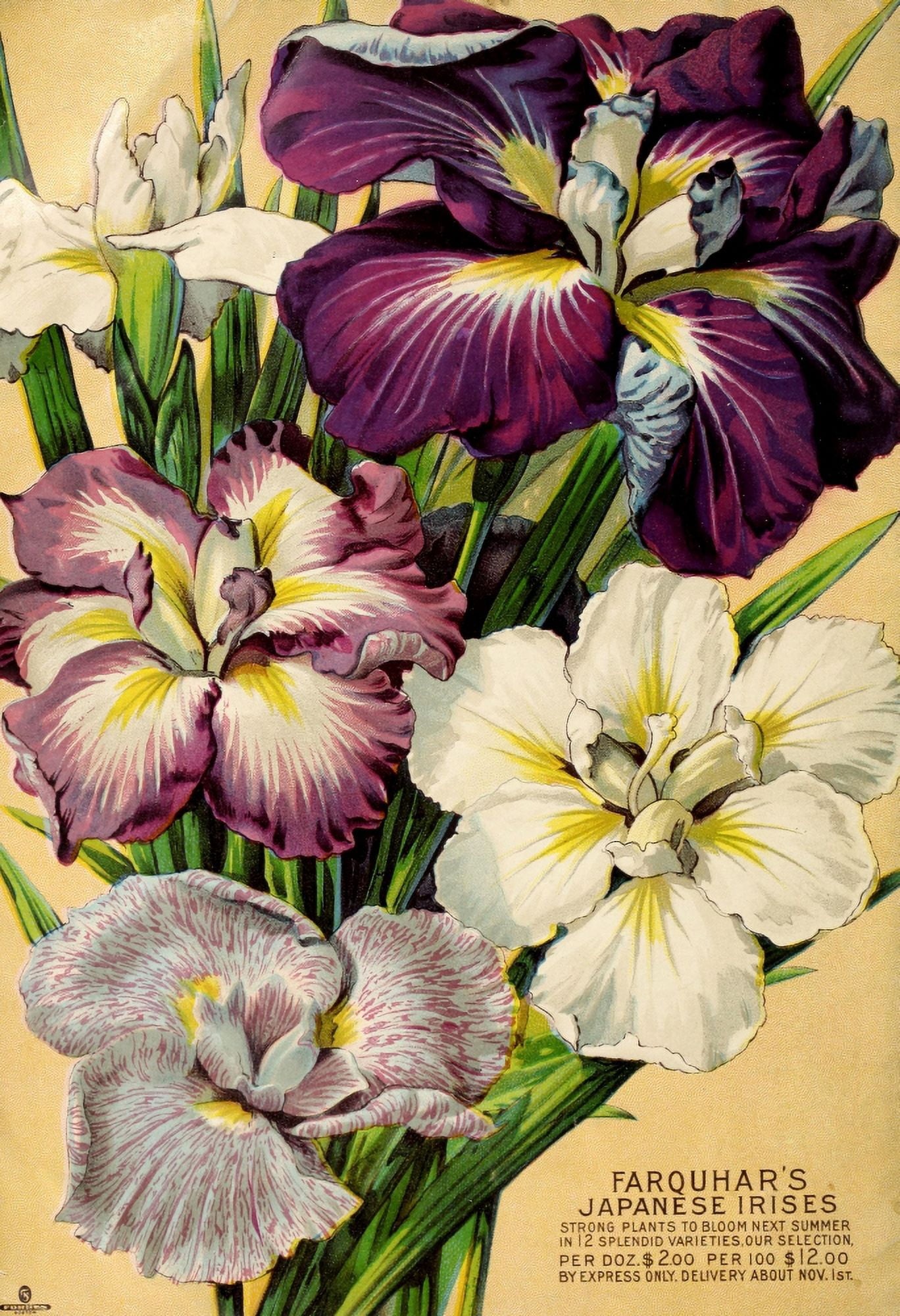 Farquhars bulbs 1902 Canvas Art -  (18 x 24)