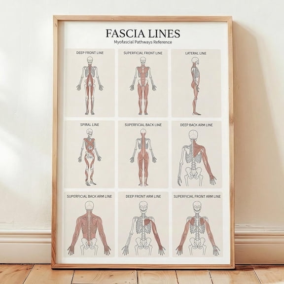 Fascia Lines Anatomy Poster Printable, Myofascial Lines Chart, Chiropractor Massage PT Wall Art, Anatomy Diagram,, Unframed Paper Poster 8x10in