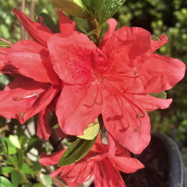 Fashion Azalea (2.5 Gallon) Evergreen Shrub with Orange-Red Fashion Azalea (2.5 Gallon) Evergreen Shrub with Orange-Red